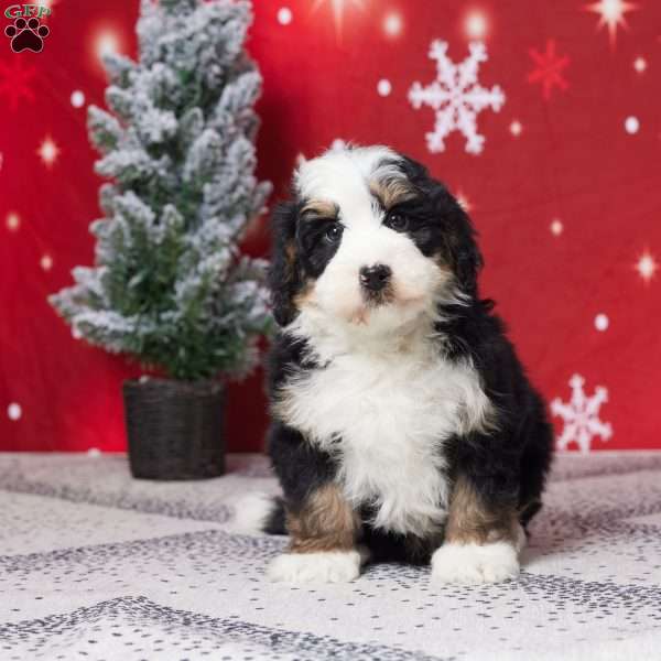 Nick, Mini Bernedoodle Puppy